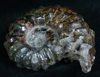 Polished Douvilleiceras Ammonite - #6469-2